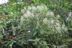 Colebrookea oppositifolia